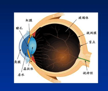 义眼是假的吗，可以看见吗